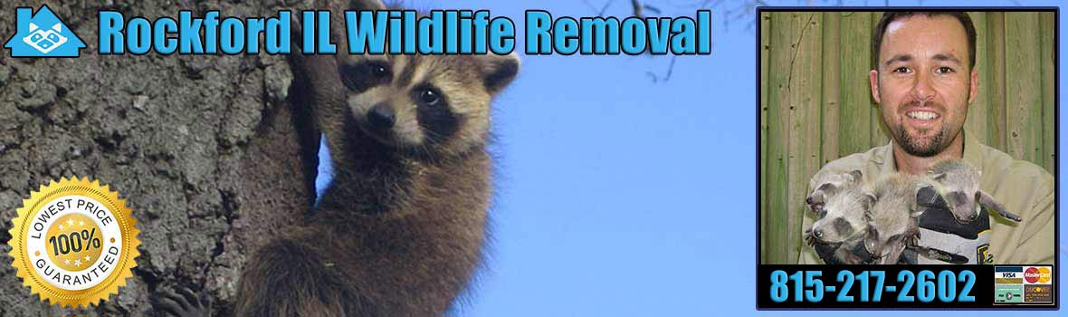 Rockford Wildlife and Animal Removal